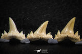 06461 - Great Collection of 7 Brachycarcharias atlasi Sand Tiger Shark Teeth Paleocene