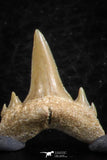 06461 - Great Collection of 7 Brachycarcharias atlasi Sand Tiger Shark Teeth Paleocene