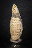 05325 - Top Rare 1.96 Inch Fossilized Silicified Pine Cone EQUICALASTROBUS Eocene Sahara Desert