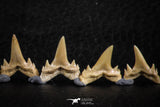 06461 - Great Collection of 7 Brachycarcharias atlasi Sand Tiger Shark Teeth Paleocene