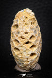 05326 - Top Rare 1.61 Inch Fossilized Silicified Pine Cone EQUICALASTROBUS Eocene Sahara Desert