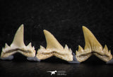 06461 - Great Collection of 7 Brachycarcharias atlasi Sand Tiger Shark Teeth Paleocene