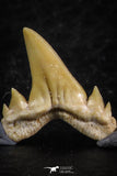 06461 - Great Collection of 7 Brachycarcharias atlasi Sand Tiger Shark Teeth Paleocene