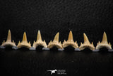 06462 - Great Collection of 7 Brachycarcharias atlasi Sand Tiger Shark Teeth Paleocene