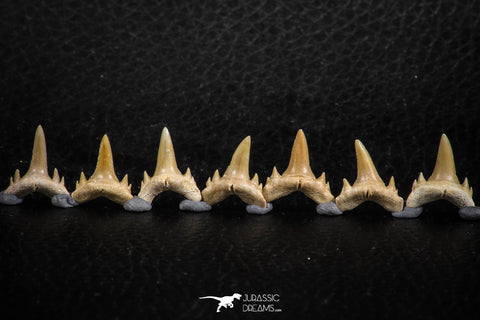 06462 - Great Collection of 7 Brachycarcharias atlasi Sand Tiger Shark Teeth Paleocene