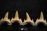 06462 - Great Collection of 7 Brachycarcharias atlasi Sand Tiger Shark Teeth Paleocene