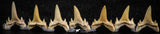 06462 - Great Collection of 7 Brachycarcharias atlasi Sand Tiger Shark Teeth Paleocene