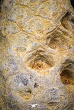 05327 - Beautiful 1.61 Inch Fossilized Silicified Pine Cone EQUICALASTROBUS Eocene Sahara Desert