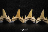 06462 - Great Collection of 7 Brachycarcharias atlasi Sand Tiger Shark Teeth Paleocene