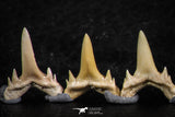 06462 - Great Collection of 7 Brachycarcharias atlasi Sand Tiger Shark Teeth Paleocene