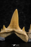 06462 - Great Collection of 7 Brachycarcharias atlasi Sand Tiger Shark Teeth Paleocene