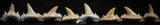 06463 - Great Collection of 8 Brachycarcharias atlasi Sand Tiger Shark Teeth Paleocene