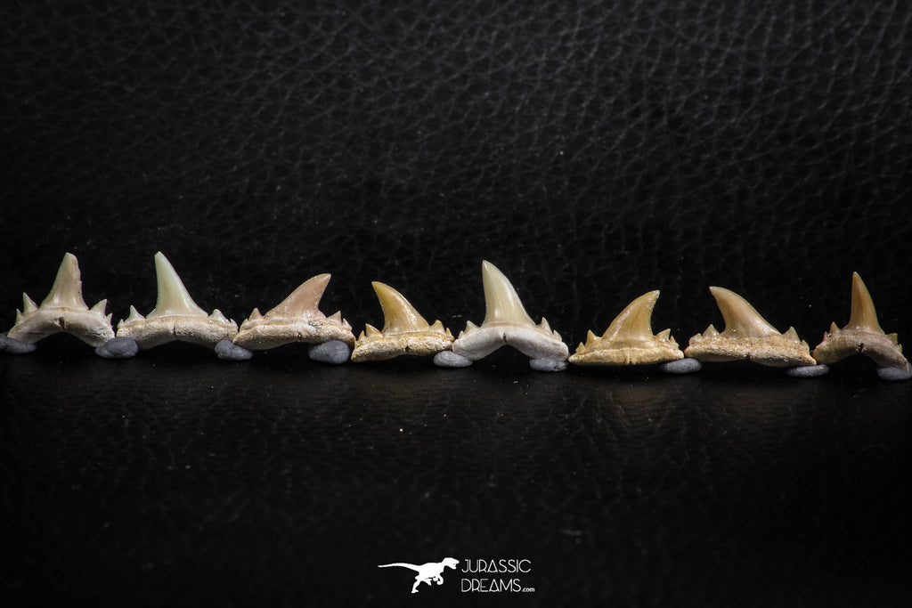 06463 - Great Collection of 8 Brachycarcharias atlasi Sand Tiger Shark Teeth Paleocene