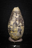 05328 - Nice 1.29 Inch Fossilized Silicified Pine Cone EQUICALASTROBUS Eocene Sahara Desert