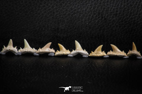 06463 - Great Collection of 8 Brachycarcharias atlasi Sand Tiger Shark Teeth Paleocene