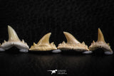 06463 - Great Collection of 8 Brachycarcharias atlasi Sand Tiger Shark Teeth Paleocene