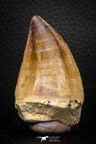 05338 - Well Preserved 2.32 Inch Mosasaur (Prognathodon anceps) Tooth