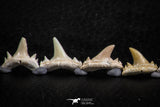 06463 - Great Collection of 8 Brachycarcharias atlasi Sand Tiger Shark Teeth Paleocene