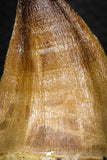 05338 - Well Preserved 2.32 Inch Mosasaur (Prognathodon anceps) Tooth