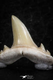 06463 - Great Collection of 8 Brachycarcharias atlasi Sand Tiger Shark Teeth Paleocene