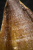 05338 - Well Preserved 2.32 Inch Mosasaur (Prognathodon anceps) Tooth