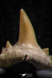 06463 - Great Collection of 8 Brachycarcharias atlasi Sand Tiger Shark Teeth Paleocene