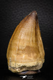 05338 - Well Preserved 2.32 Inch Mosasaur (Prognathodon anceps) Tooth