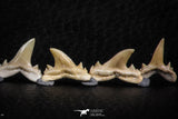 06463 - Great Collection of 8 Brachycarcharias atlasi Sand Tiger Shark Teeth Paleocene