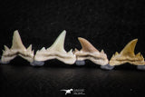 06463 - Great Collection of 8 Brachycarcharias atlasi Sand Tiger Shark Teeth Paleocene