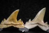 06463 - Great Collection of 8 Brachycarcharias atlasi Sand Tiger Shark Teeth Paleocene