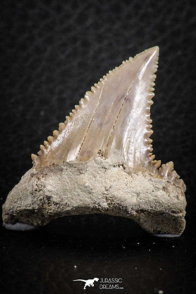 06464 - Strongly Serrated 1.49 Inch Palaeocarcharodon orientalis (Pygmy white Shark) Tooth