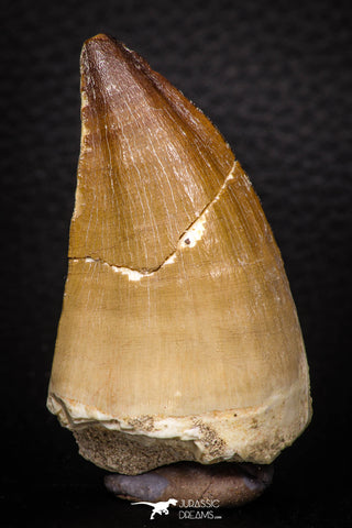 05339 - Well Preserved 2.15 Inch Mosasaur (Prognathodon anceps) Tooth