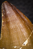 05339 - Well Preserved 2.15 Inch Mosasaur (Prognathodon anceps) Tooth