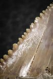 06464 - Strongly Serrated 1.49 Inch Palaeocarcharodon orientalis (Pygmy white Shark) Tooth