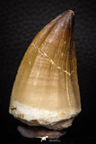 05339 - Well Preserved 2.15 Inch Mosasaur (Prognathodon anceps) Tooth