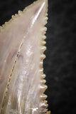 06464 - Strongly Serrated 1.49 Inch Palaeocarcharodon orientalis (Pygmy white Shark) Tooth