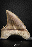 06464 - Strongly Serrated 1.49 Inch Palaeocarcharodon orientalis (Pygmy white Shark) Tooth