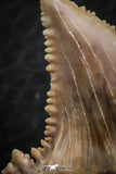 06464 - Strongly Serrated 1.49 Inch Palaeocarcharodon orientalis (Pygmy white Shark) Tooth