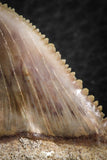 06464 - Strongly Serrated 1.49 Inch Palaeocarcharodon orientalis (Pygmy white Shark) Tooth