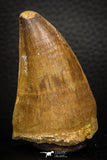 05340 - Well Preserved 2.23 Inch Mosasaur (Prognathodon anceps) Tooth