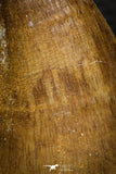 05340 - Well Preserved 2.23 Inch Mosasaur (Prognathodon anceps) Tooth