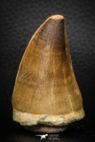 05340 - Well Preserved 2.23 Inch Mosasaur (Prognathodon anceps) Tooth