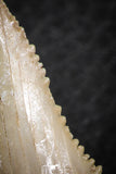 06465 - Nicely Serrated 1.62 Inch Palaeocarcharodon orientalis (Pygmy white Shark) Tooth