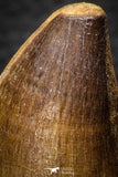 05340 - Well Preserved 2.23 Inch Mosasaur (Prognathodon anceps) Tooth