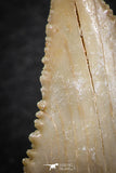 06465 - Nicely Serrated 1.62 Inch Palaeocarcharodon orientalis (Pygmy white Shark) Tooth