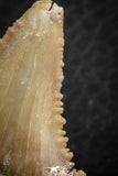 06465 - Nicely Serrated 1.62 Inch Palaeocarcharodon orientalis (Pygmy white Shark) Tooth