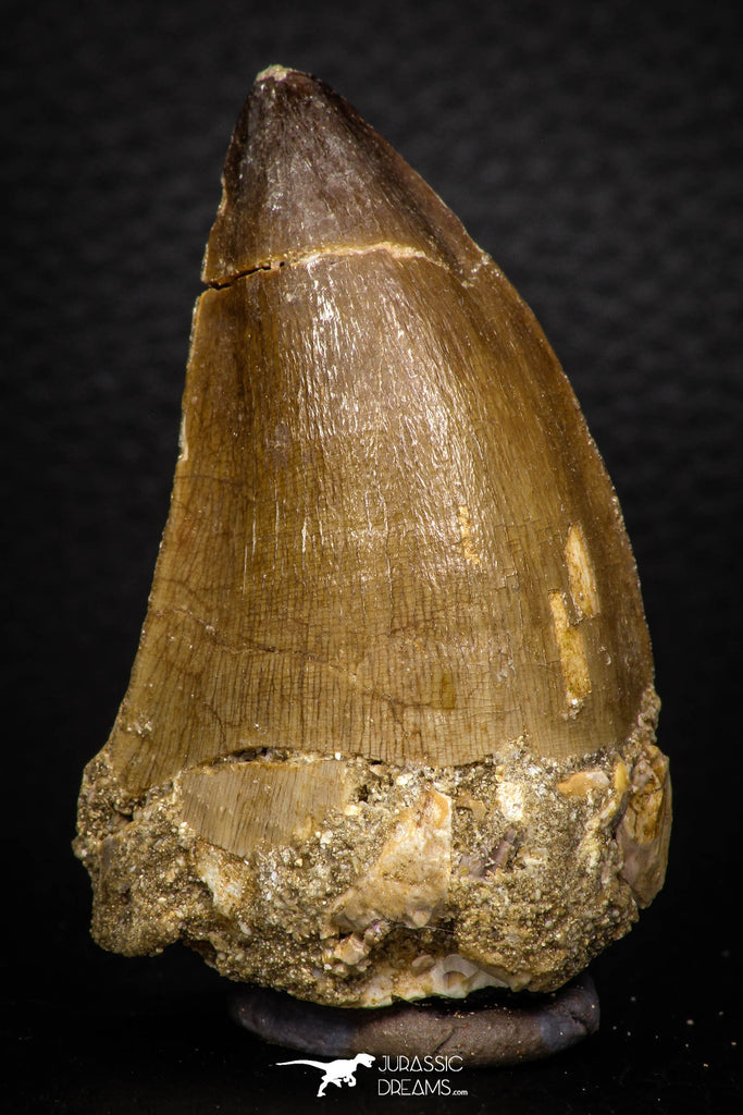 05341 - Well Preserved 2.22 Inch Mosasaur (Prognathodon anceps) Tooth