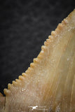 06465 - Nicely Serrated 1.62 Inch Palaeocarcharodon orientalis (Pygmy white Shark) Tooth
