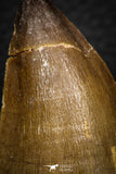 05341 - Well Preserved 2.22 Inch Mosasaur (Prognathodon anceps) Tooth