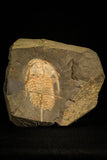 30015 - Top Rare Redlichia takooensis Lower Cambrian Trilobite Australia